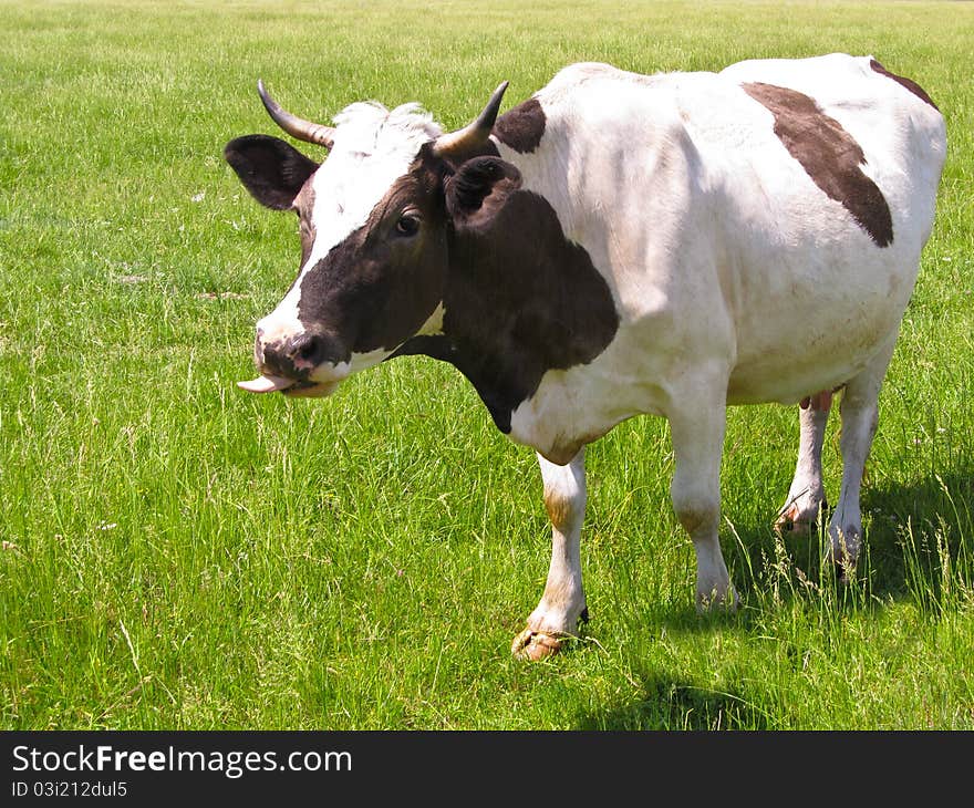 The cow in pasture