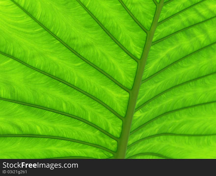 Close up green leaf texture