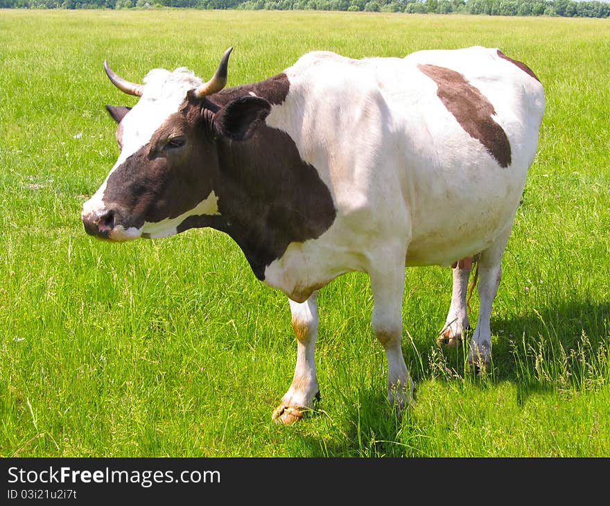 A cow grazes in a meadow. She calmly responds to the actions of the photographer. A cow grazes in a meadow. She calmly responds to the actions of the photographer.