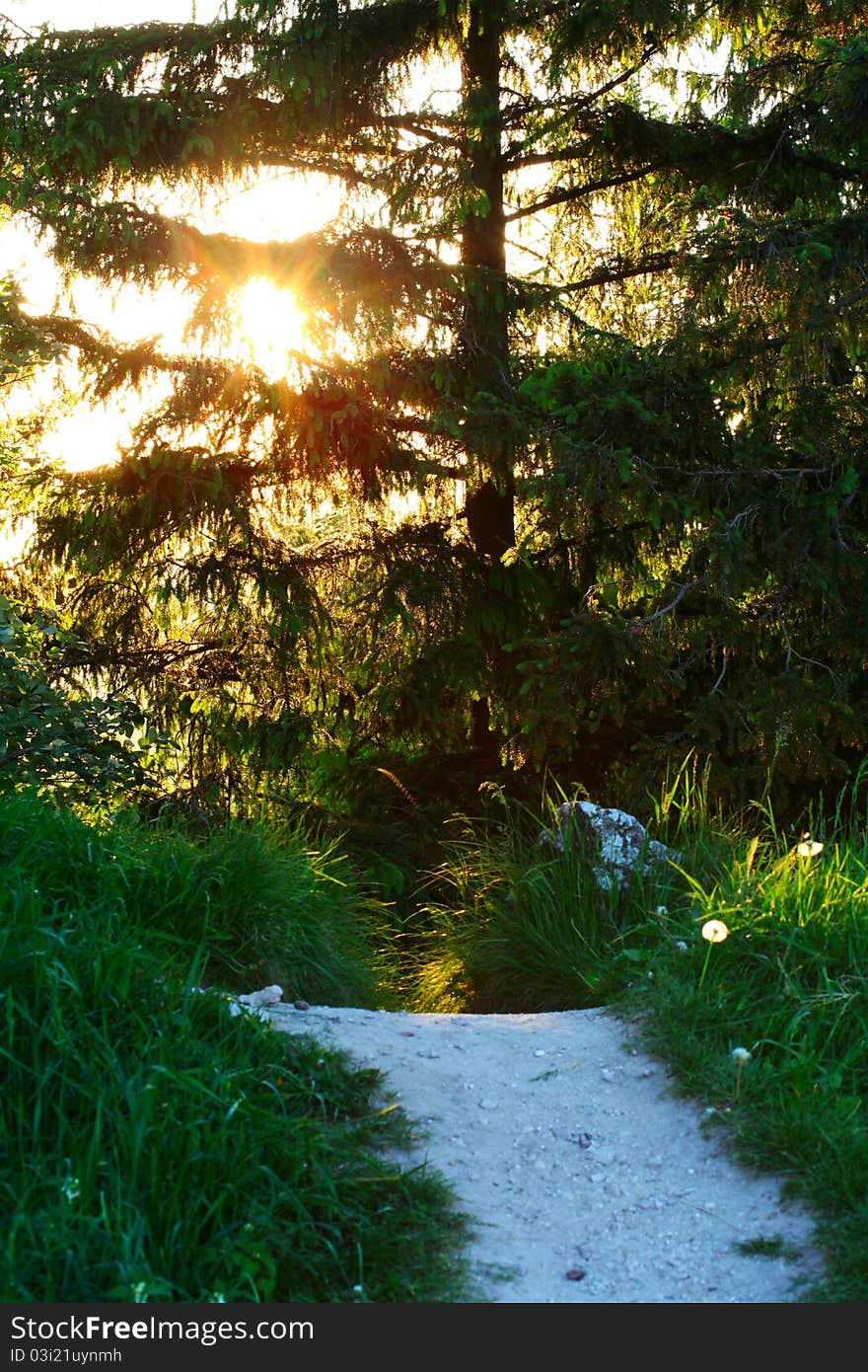 Country road,green trees and sun in forest. Country road,green trees and sun in forest.