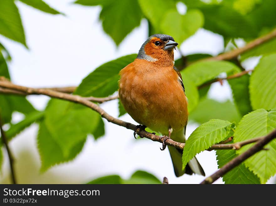 Chaffinch