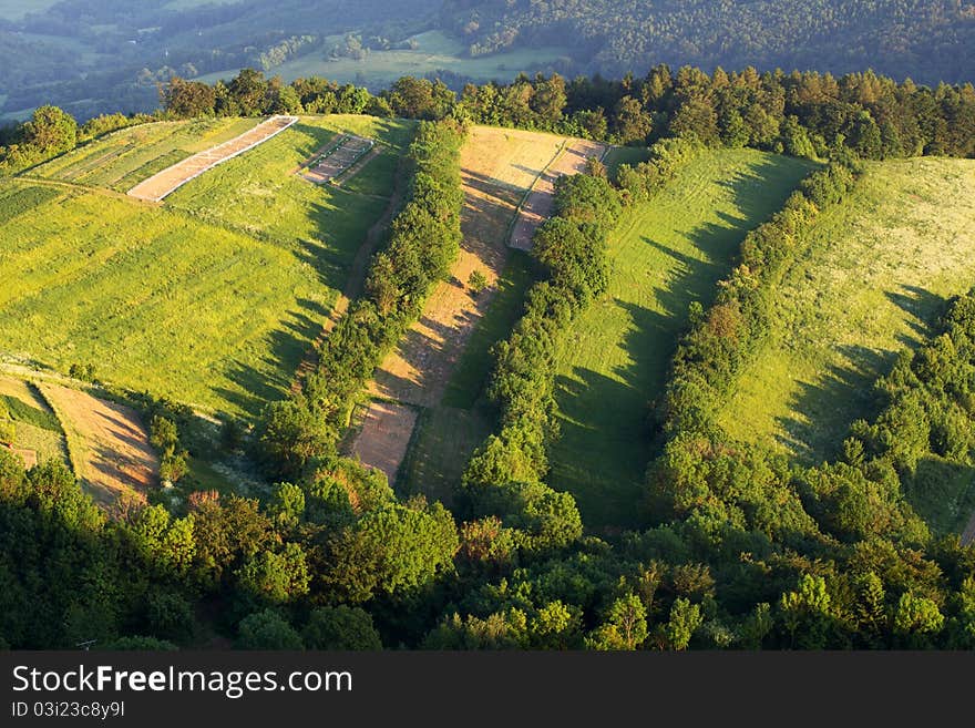 Summer landscape with lines fo tree