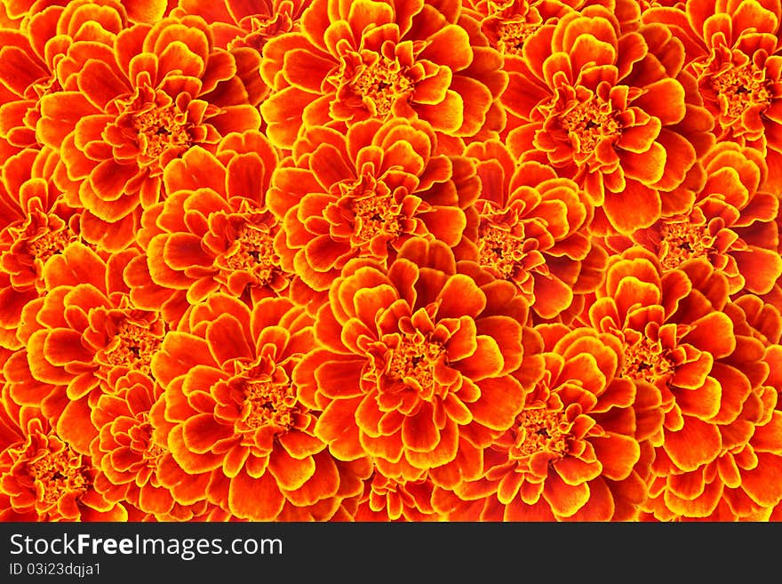 Many of French marigold flower background. Many of French marigold flower background