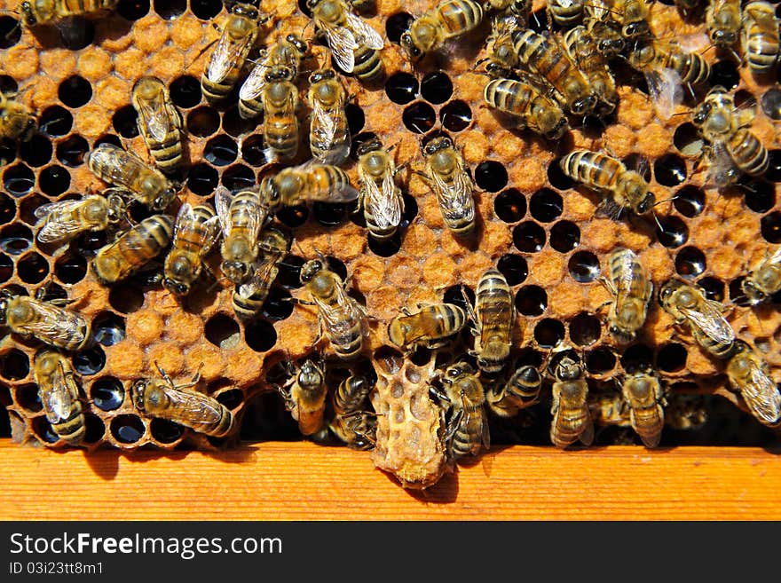 Bees destroy the hostess of family cocoon