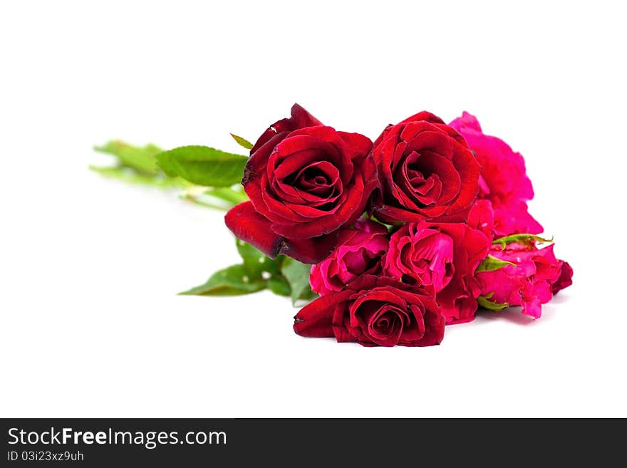 Red rose isolated on white background