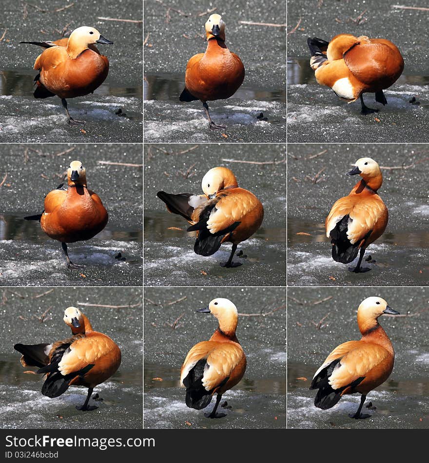 Duck Ruddy Shelduck (Casarca ferruginea) against the backdrop of ice close up. A set of 9 frames. Duck Ruddy Shelduck (Casarca ferruginea) against the backdrop of ice close up. A set of 9 frames.