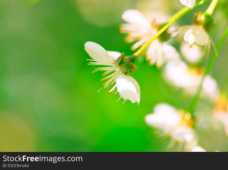 Cherry flowers background in spring.