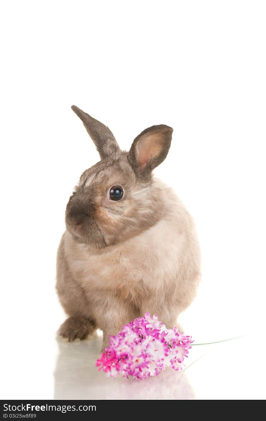 Adorable cute rabbit sit on white background with flowers. Adorable cute rabbit sit on white background with flowers