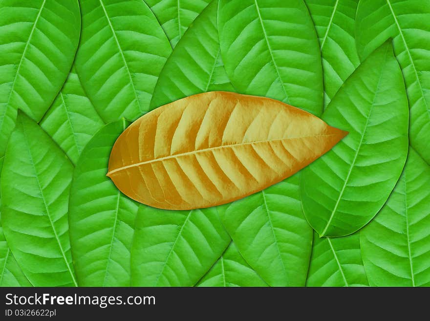 Brown leaf on Green leaves background