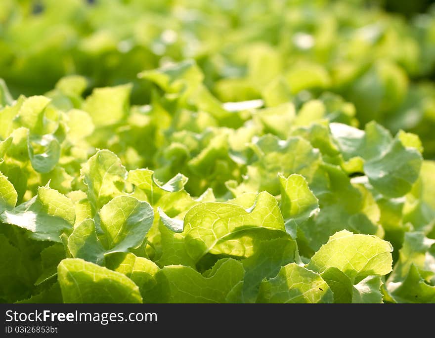 Hydroponics vegetable