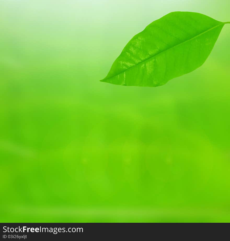 Green leaf over as background