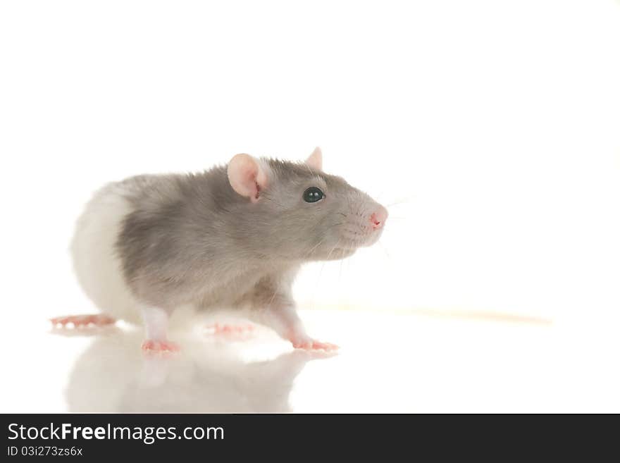 Cute gray and white young home rat sit on white