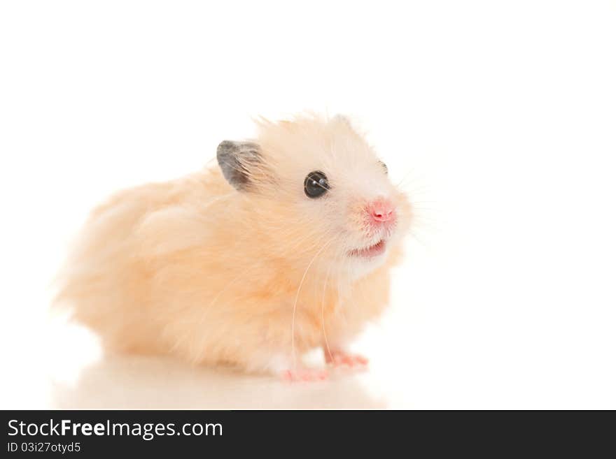 Cute yellow young home hamster sit on white