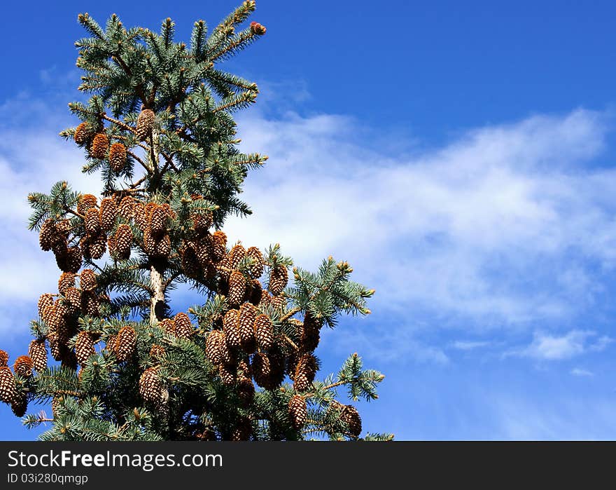 Fir-trees isolated on blue and white background. Fir-trees isolated on blue and white background.