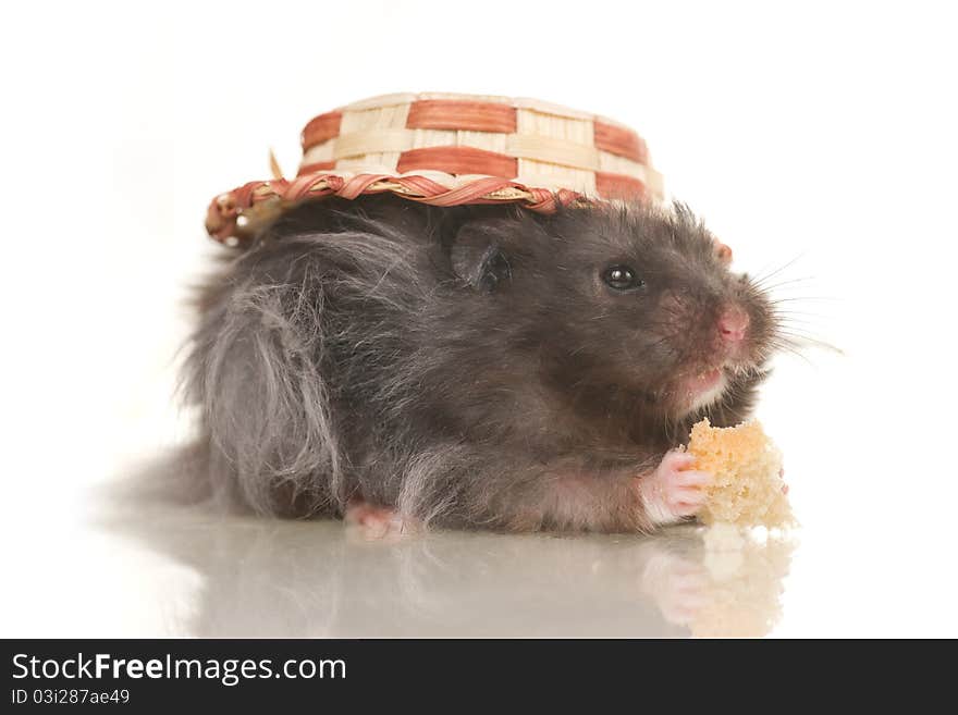 Cute grey young home hamster in hat on white