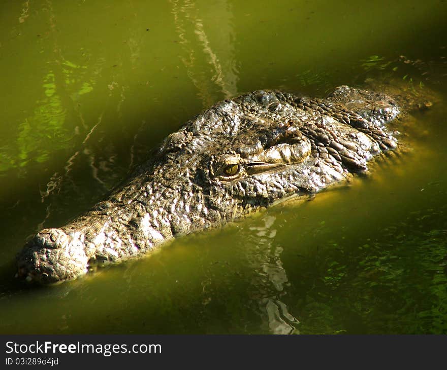 Crocodile