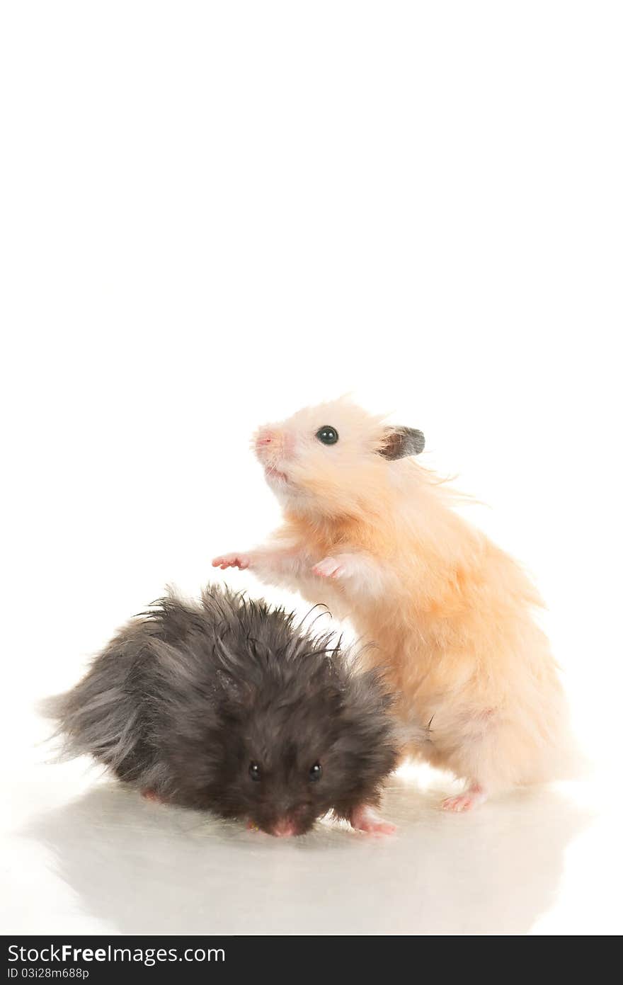 Grey hamster and yellow hamster on white