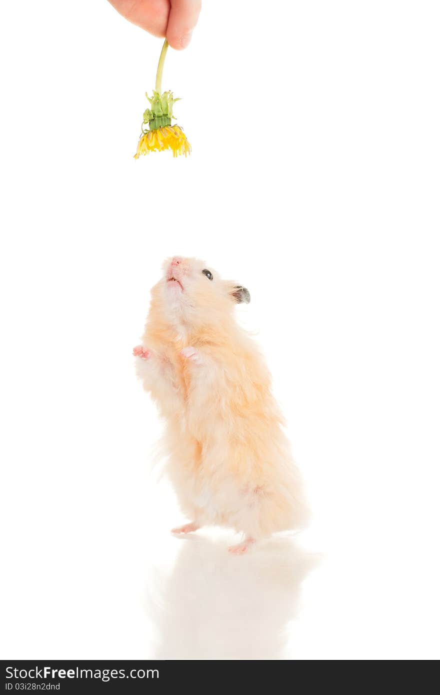 Cute yellow young home hamster stay on back paws