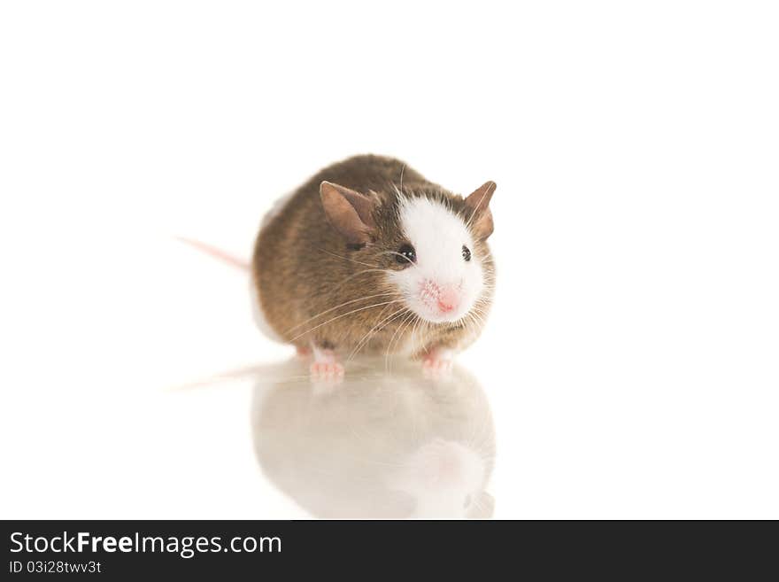 Cute grey home mouse with white spots