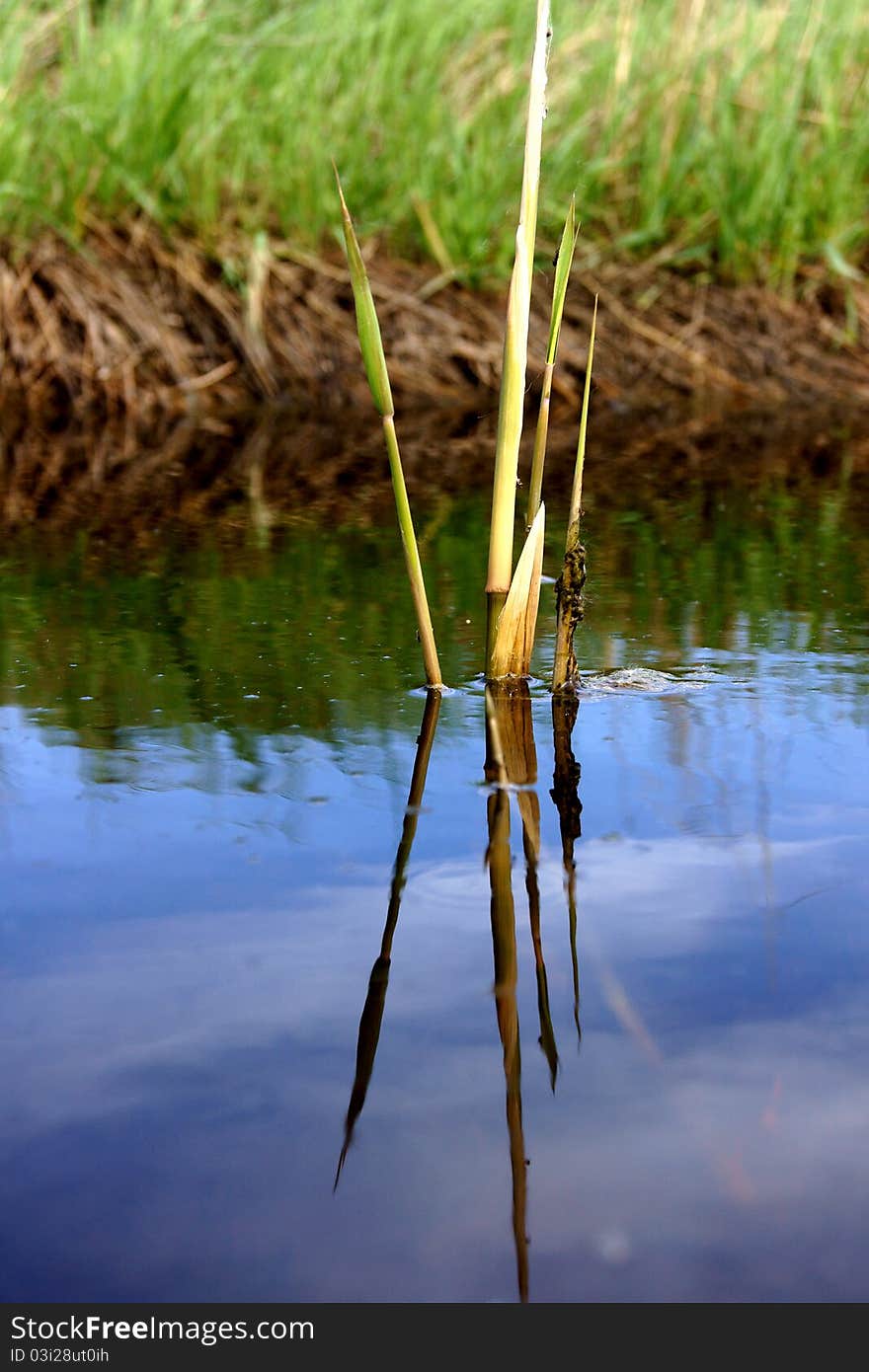 Lonely bulrush