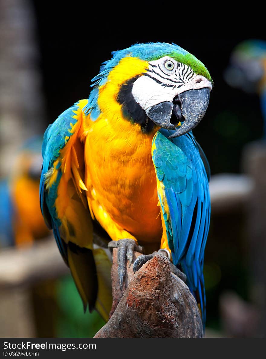 Colorful macaw sitting in a tree