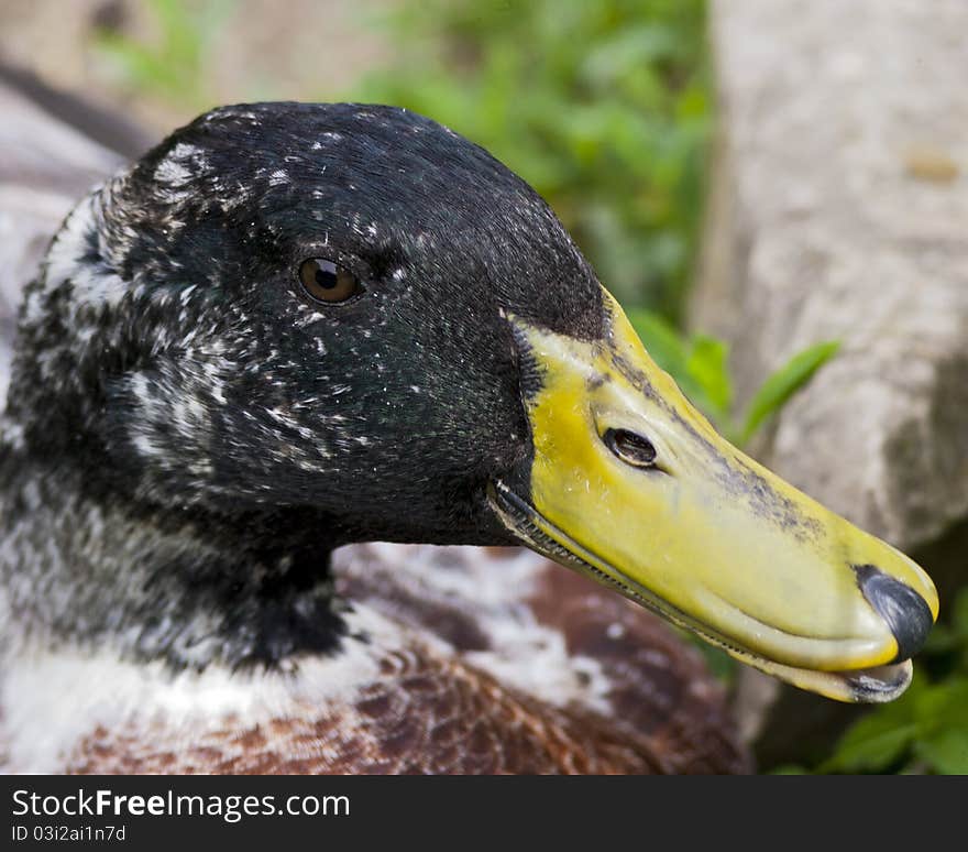 Closeup portrait of an old mallard duck