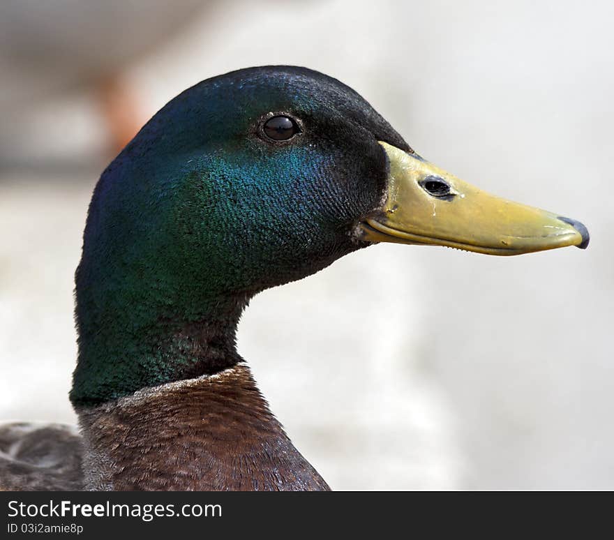 Closeup portrait of a mallard duck. Closeup portrait of a mallard duck