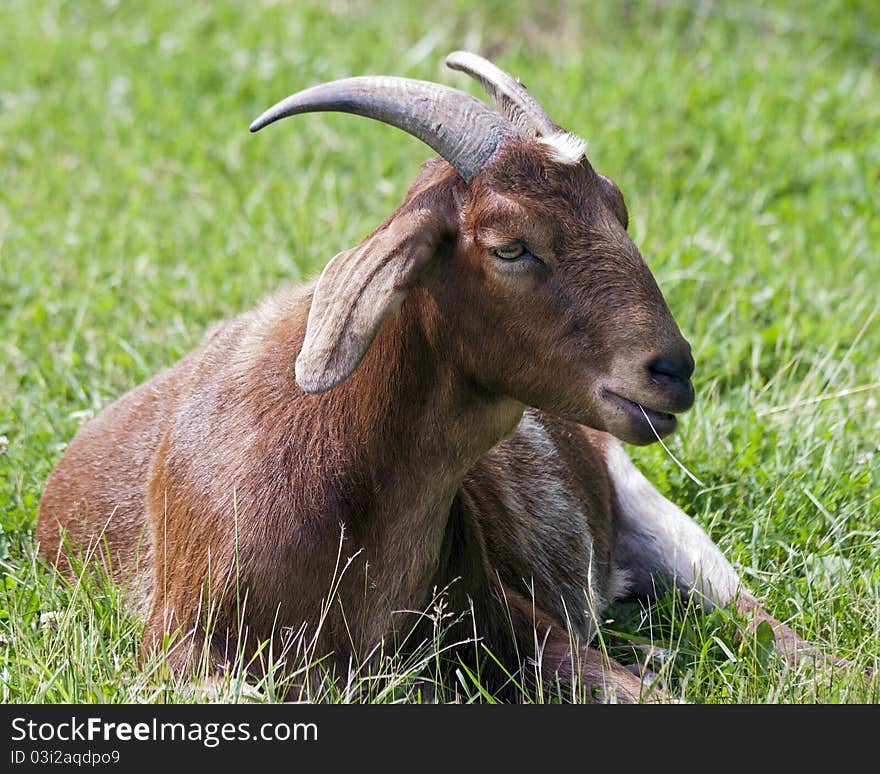 Goat resting in a field. Goat resting in a field