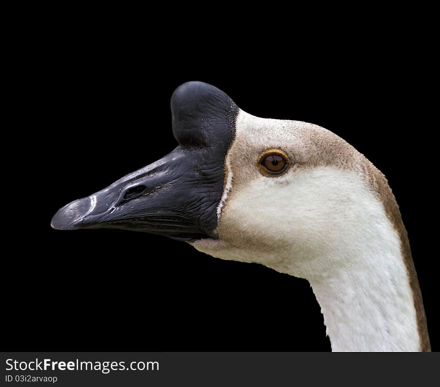 Portrait of a goose against a black background. Portrait of a goose against a black background