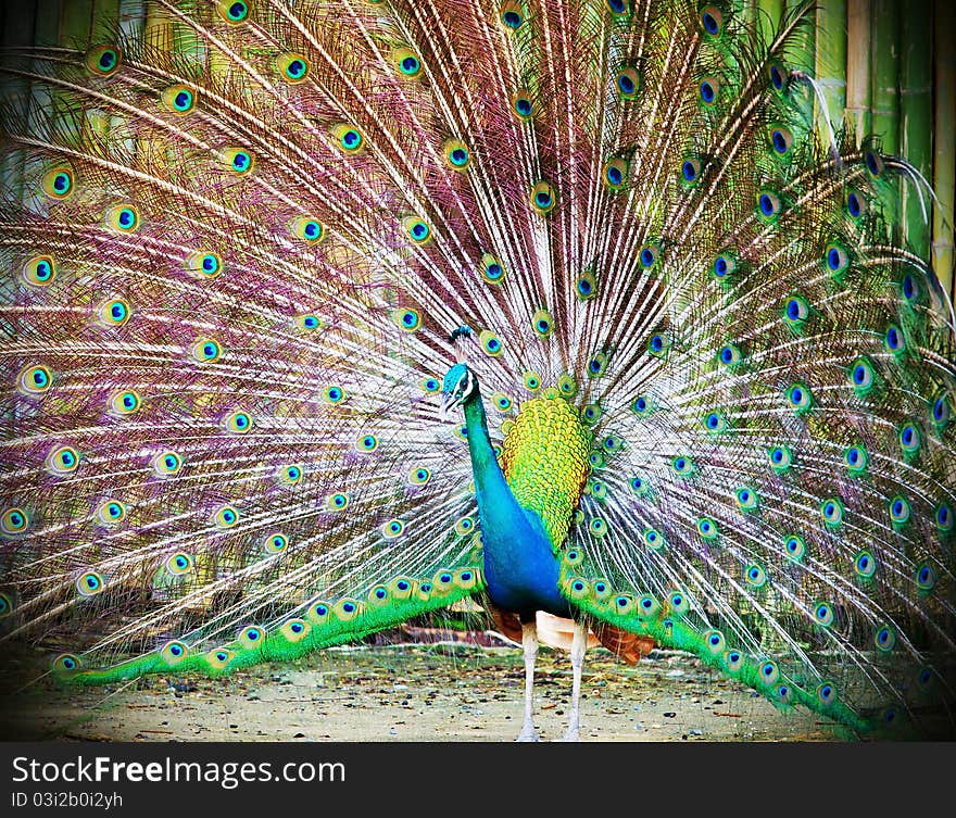 Portrait of beautiful peacock with feathers out