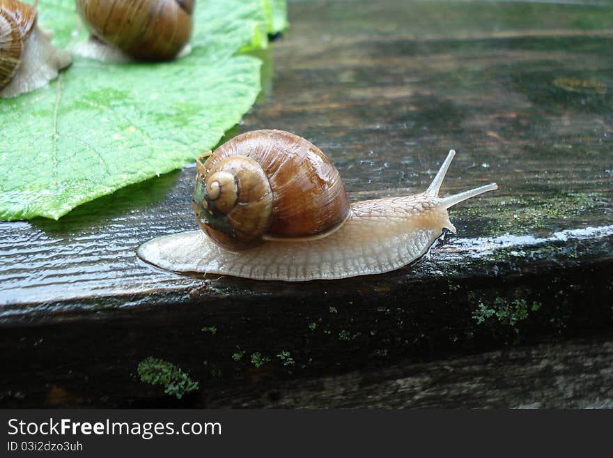 Est Ukraine, Rainy day, snail on the wood table