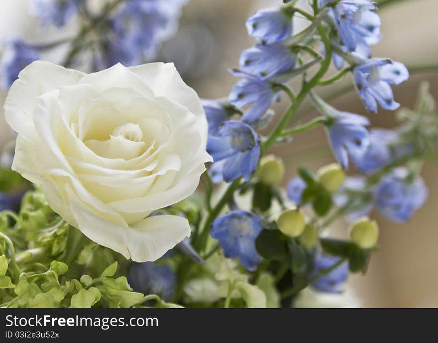 Selective focus on a single white rose blossom, clean and exquisite, surrounded by floral greens and blues. Selective focus on a single white rose blossom, clean and exquisite, surrounded by floral greens and blues