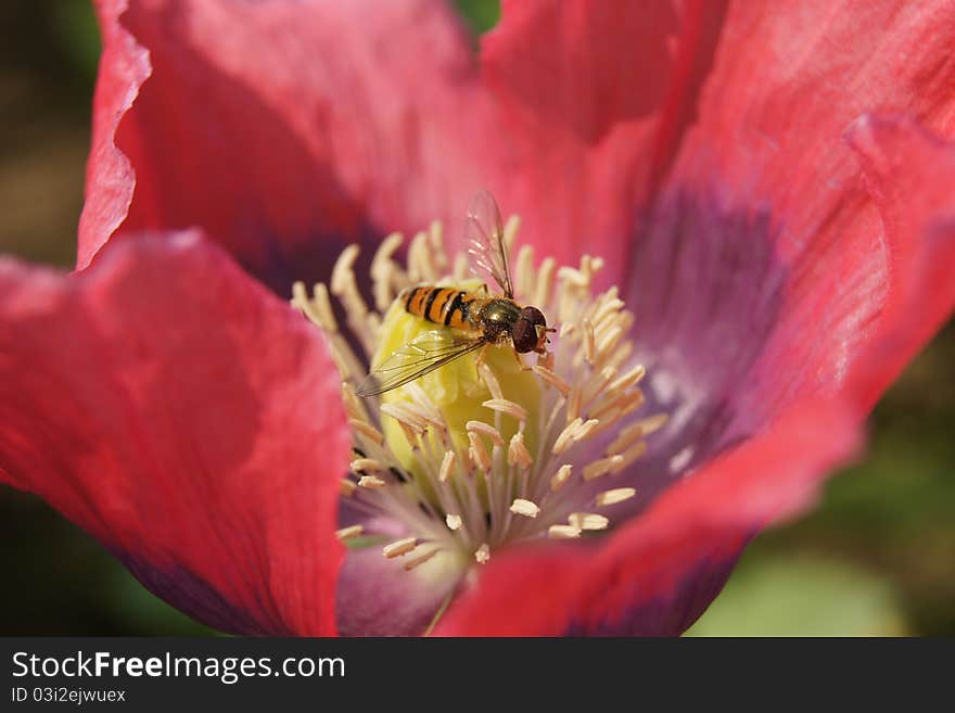 Macro shot of a hoverfly pollinating a Red Poppy Flower. Macro shot of a hoverfly pollinating a Red Poppy Flower