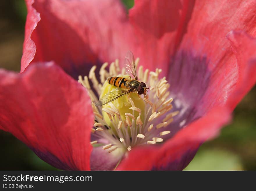 Hoverfly in Red Poppy