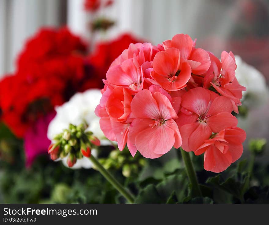 Rose Geranium, amazingly beautiful flowers of various colors