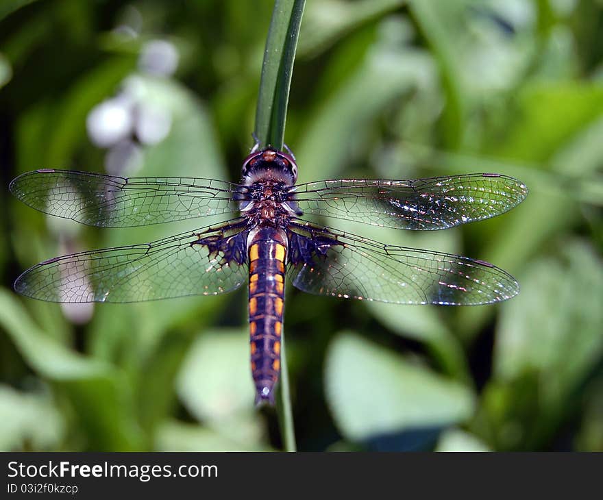 Close up of a dragonfly. Close up of a dragonfly.