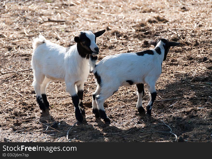 Small goats