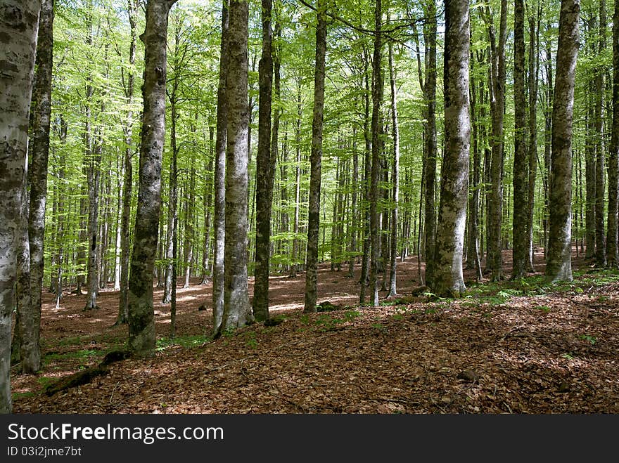 Trees on Mount Amiata