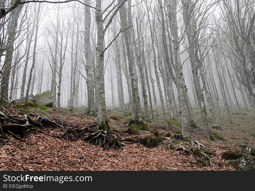 Forest on Mount Amiata in Grosseto in the fog. Forest on Mount Amiata in Grosseto in the fog