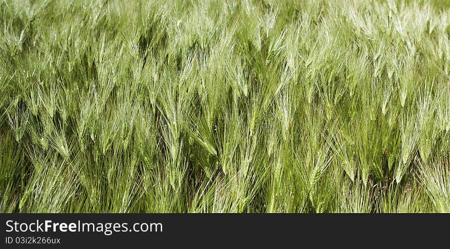 Green field of rye. Close-up