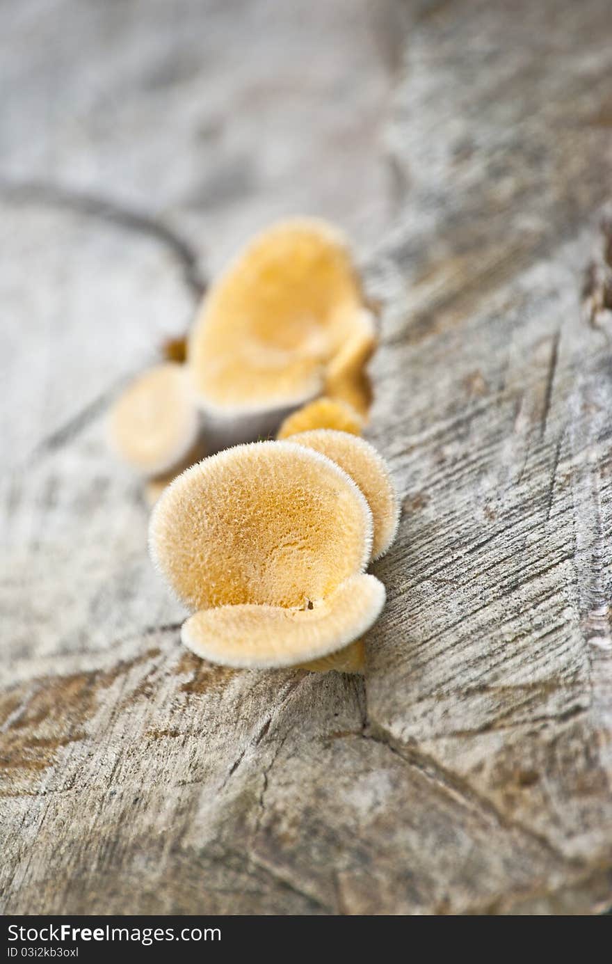 Tree yellow fungus