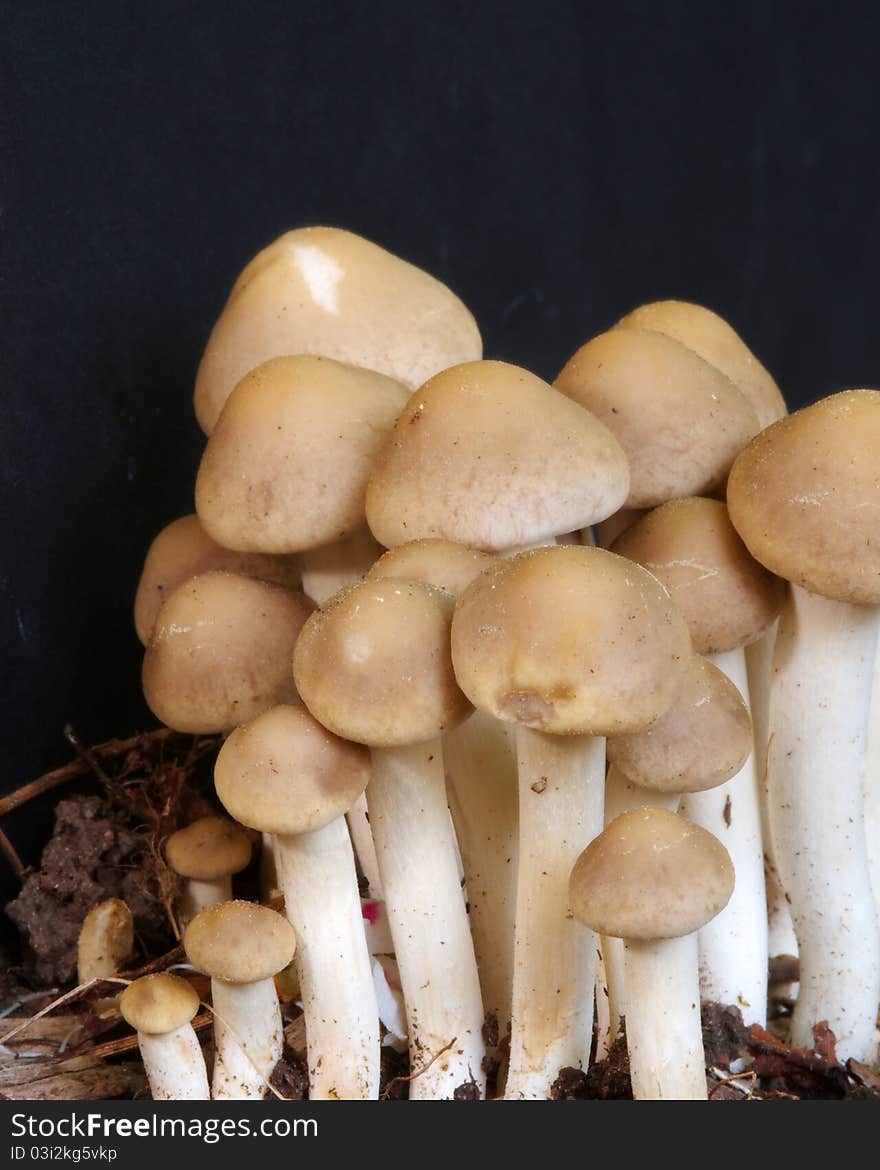 A cluster of brown mushrooms spring up after a rainstorm. A cluster of brown mushrooms spring up after a rainstorm