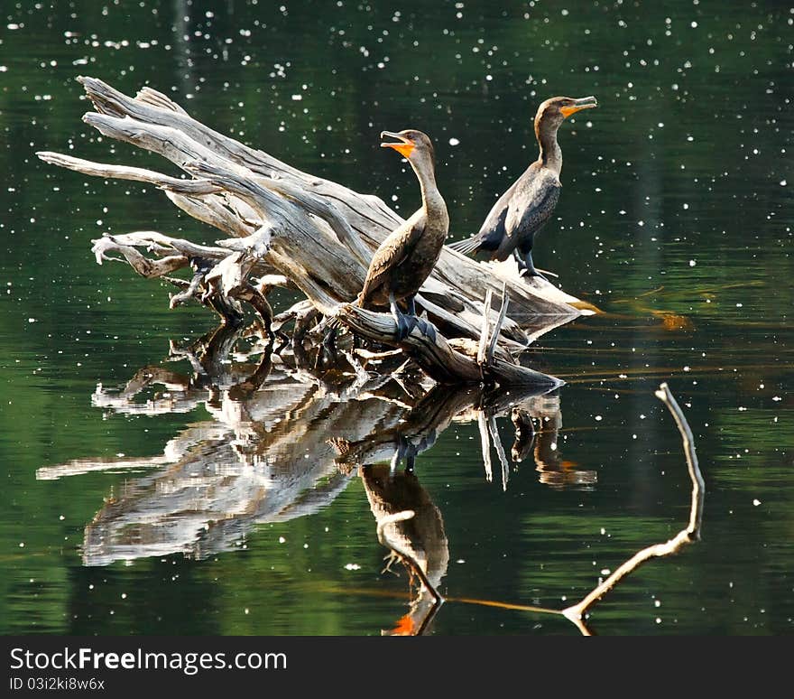 Cormorants on Floating Log