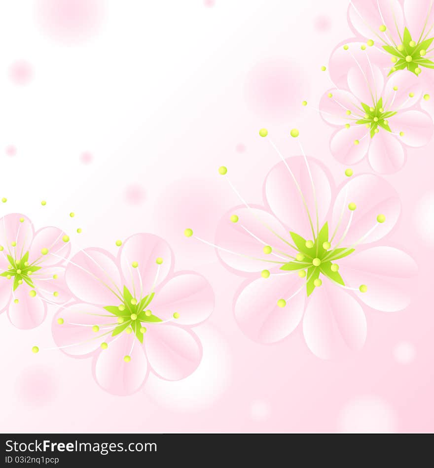 Set of pink blossoms on a white background. Set of pink blossoms on a white background