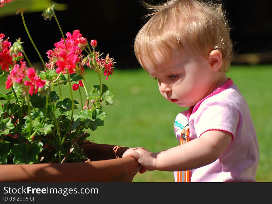 Toddler looking at geraniums in pot