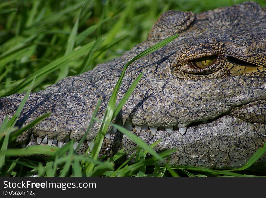 Nile crocodile closeup