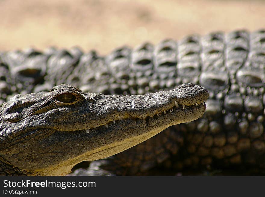 Nile crocodile