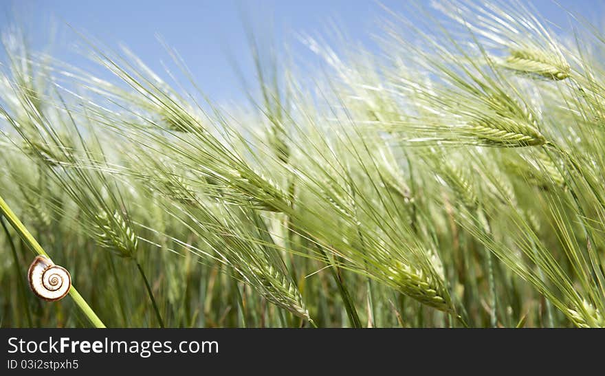 Snail on a stalk in a field of rye