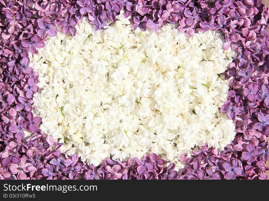 Frame of white and dark lilac flowers