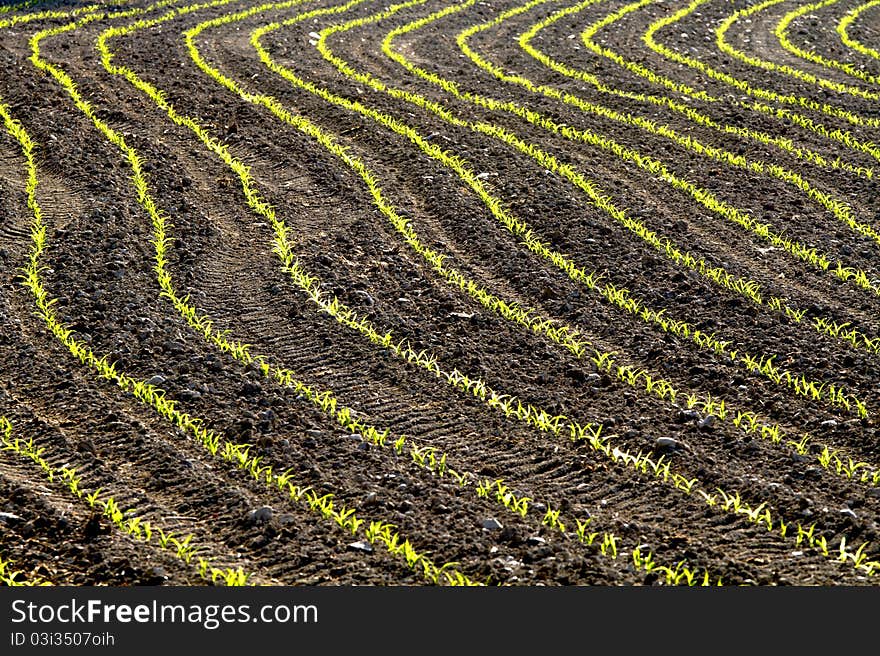 Field of maize seedlings with newborn. Field of maize seedlings with newborn